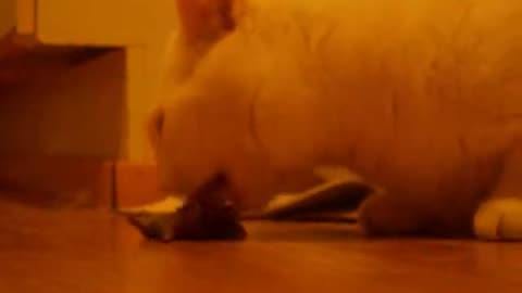 Wilson cat eats vole 2010