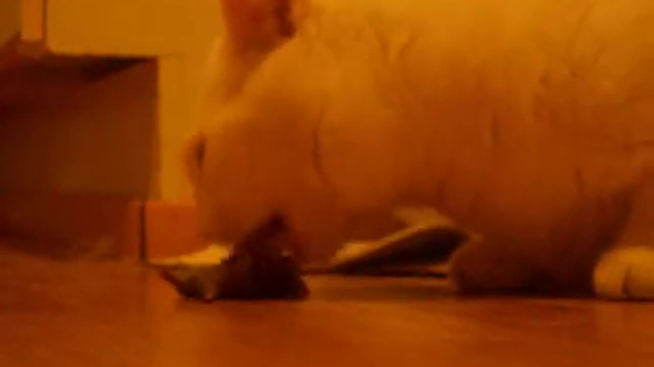 Wilson cat eats vole 2010