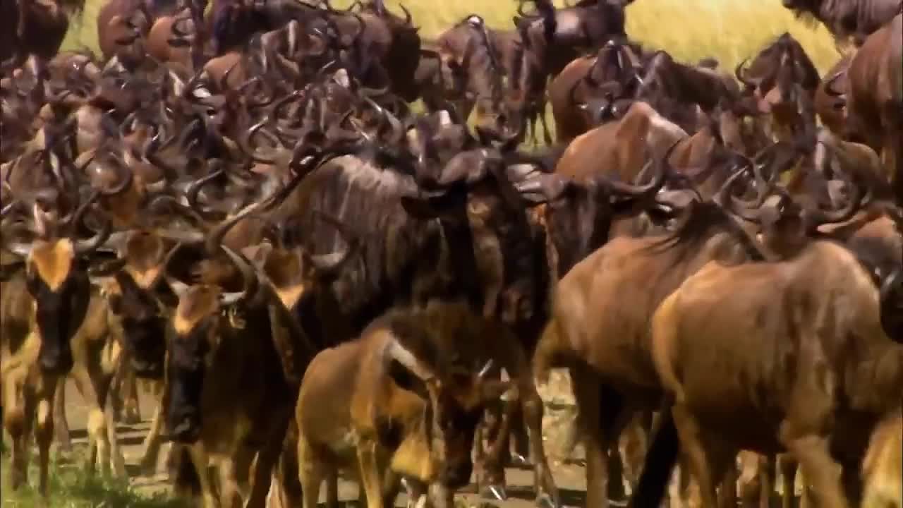 Wildebeest on the Prairie