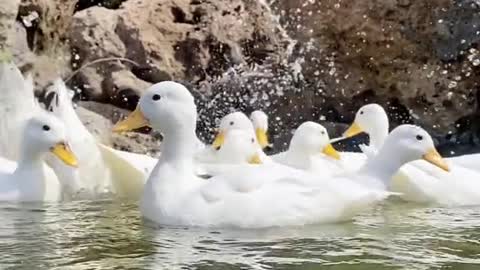 The duck