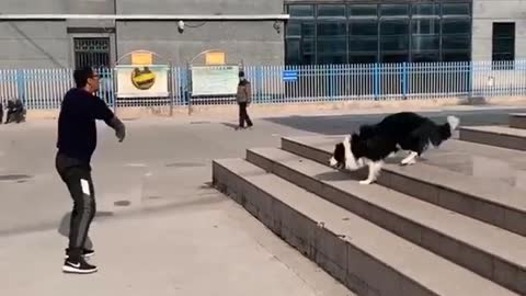 Dog playing volleyball