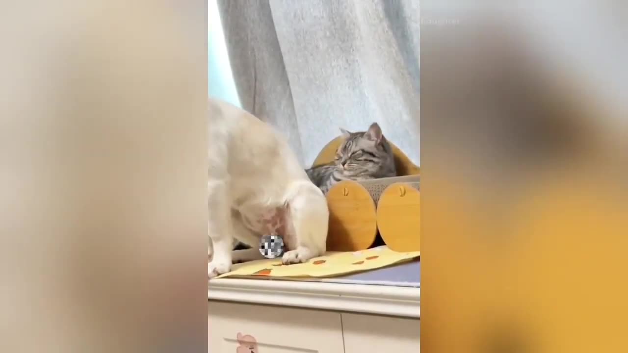 Very Funny Cat videos