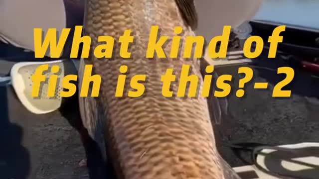 What kind of fish is this