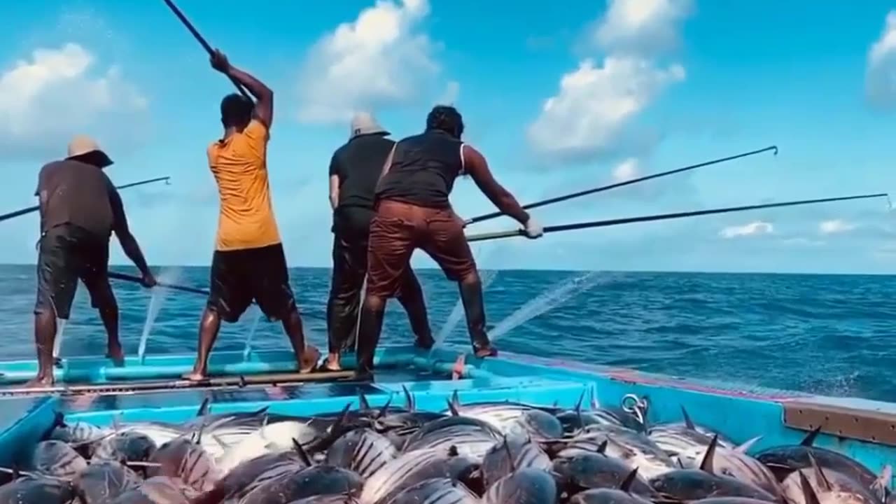 The art of tuna fishing