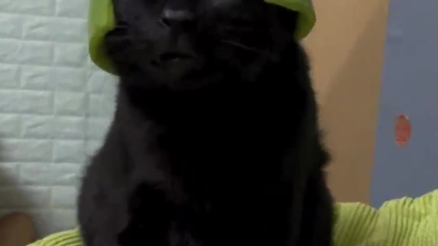 New look of black cat