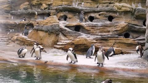 Funny Penguin Compilation 2022