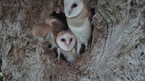 Barn Owl Chicks Get Ready For First Flights