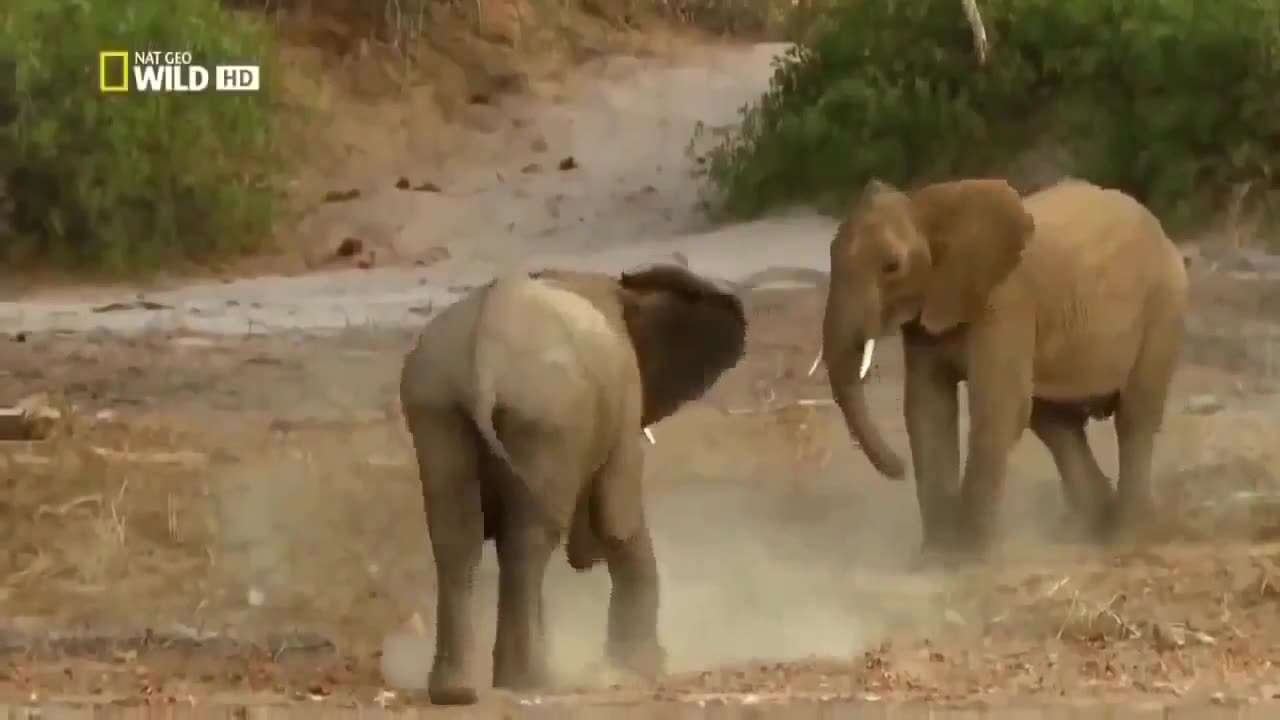 Secrets of desert elephants part-1