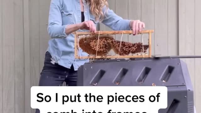 Saving bees from a compost bin!