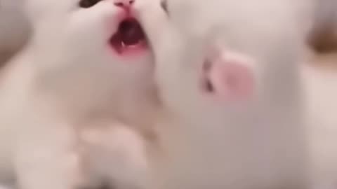 Lovely Cats