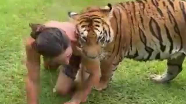 TIGER FRIENDS