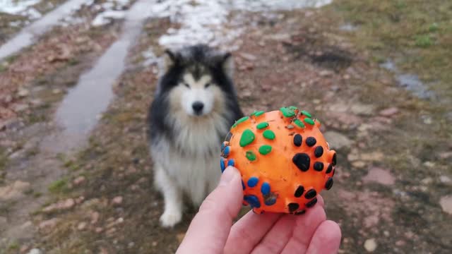 Cachorro fugindo: como lidar com fugas caninas?