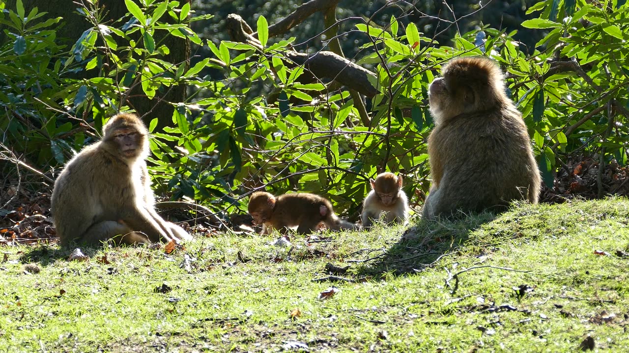 New mom trying to remove orphan baby monkey & rejecting to nurse - Baby no real mom