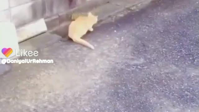 FUNNY CAT VIDEO