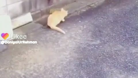 FUNNY CAT VIDEO