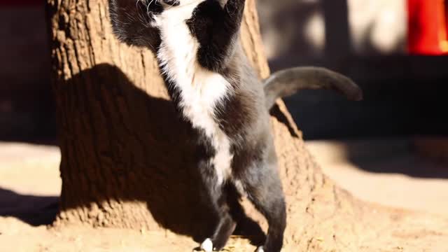 A black cat playing with a cat stick