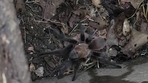 Tarantula in water meter box