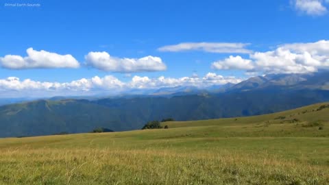 Magnificent Mountains, Forests