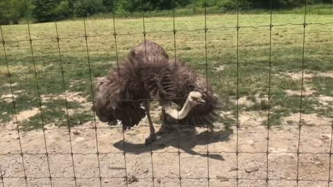 is an “ostrich” DANGEROUS?? (how close can you get)