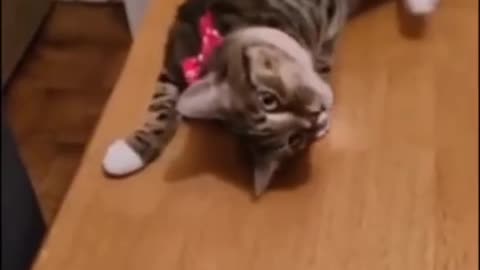 funny animals #shorts