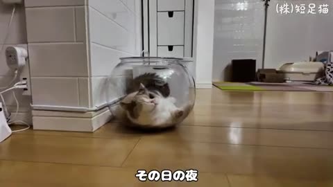 Kittens and goldfish bowls - can you be liquid?