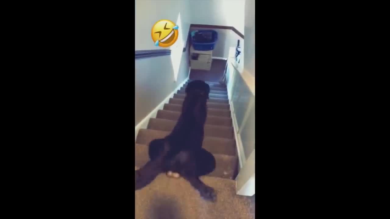 memes 2021 funny animal moments