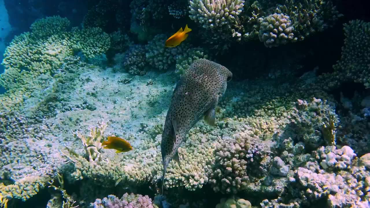 The Ocean 4K - Scenic Wildlife Film With Calming Music