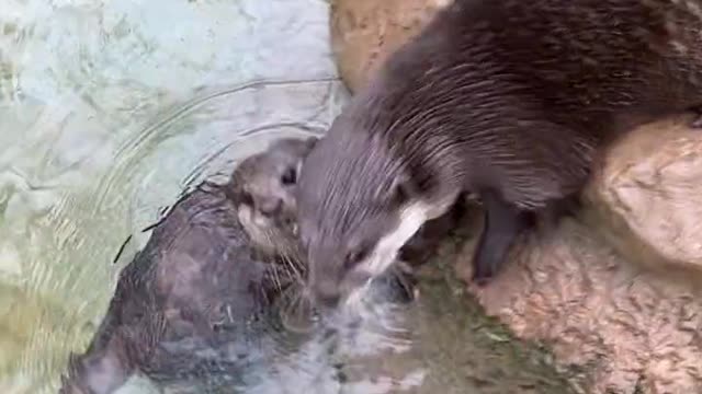 Otters have the thickest fur