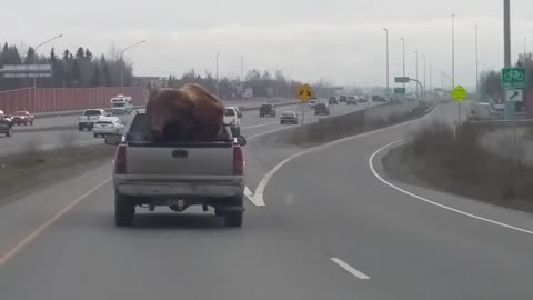 Taxidermied Bison Catches a Ride in Pickup Truck