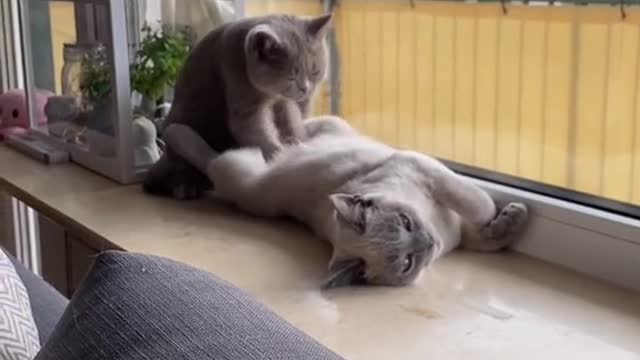 Funny cats videos 2022