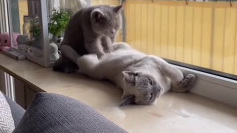 Funny cats videos 2022