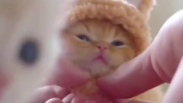 lovely kitten with winter suit/Animals lover/kitten lover