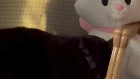 Cute Precious Piper Cuddles with the Plush - Adopting a Cat from a Shelter Vlog #shorts