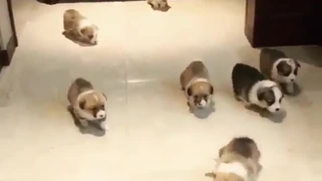 Como transformar seus cães em um negócio de 6 dígitos