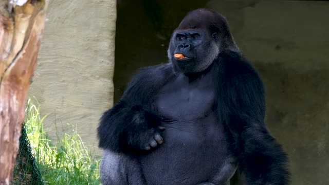 Gorilla