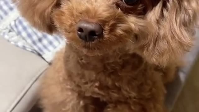 Lovely and funny animals Lovely dog videos 37