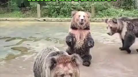 🐻
