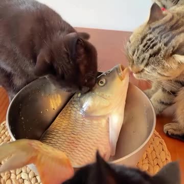 "Feline Fish Fiasco: An O-fish-ial Comedy Tale"