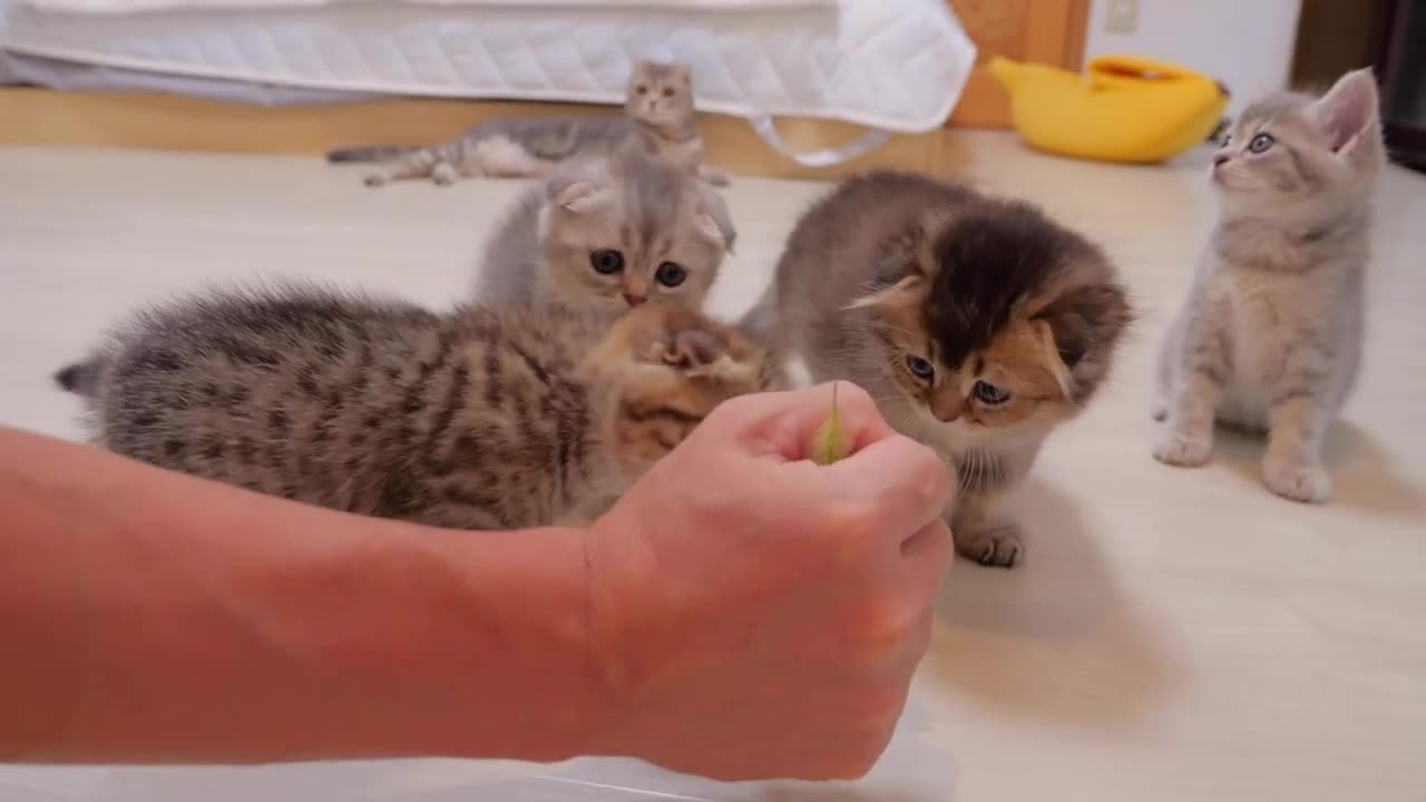 A cute kitten that meows in excitement when exposed to natural cat play