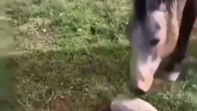 Most Hilarious video of the day🤩😂🤣🤪You can't stop laughing