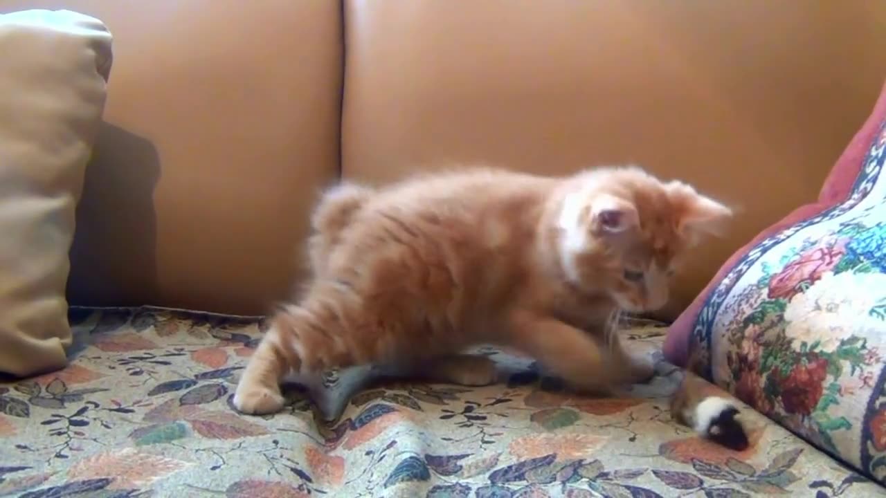 "Playful Cat Engaging in Fun with a Toy Mouse"