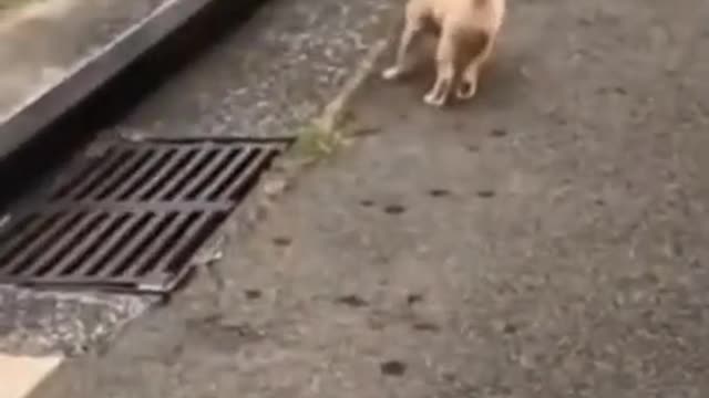 Very funny cat and dog#cat and dog compilation video