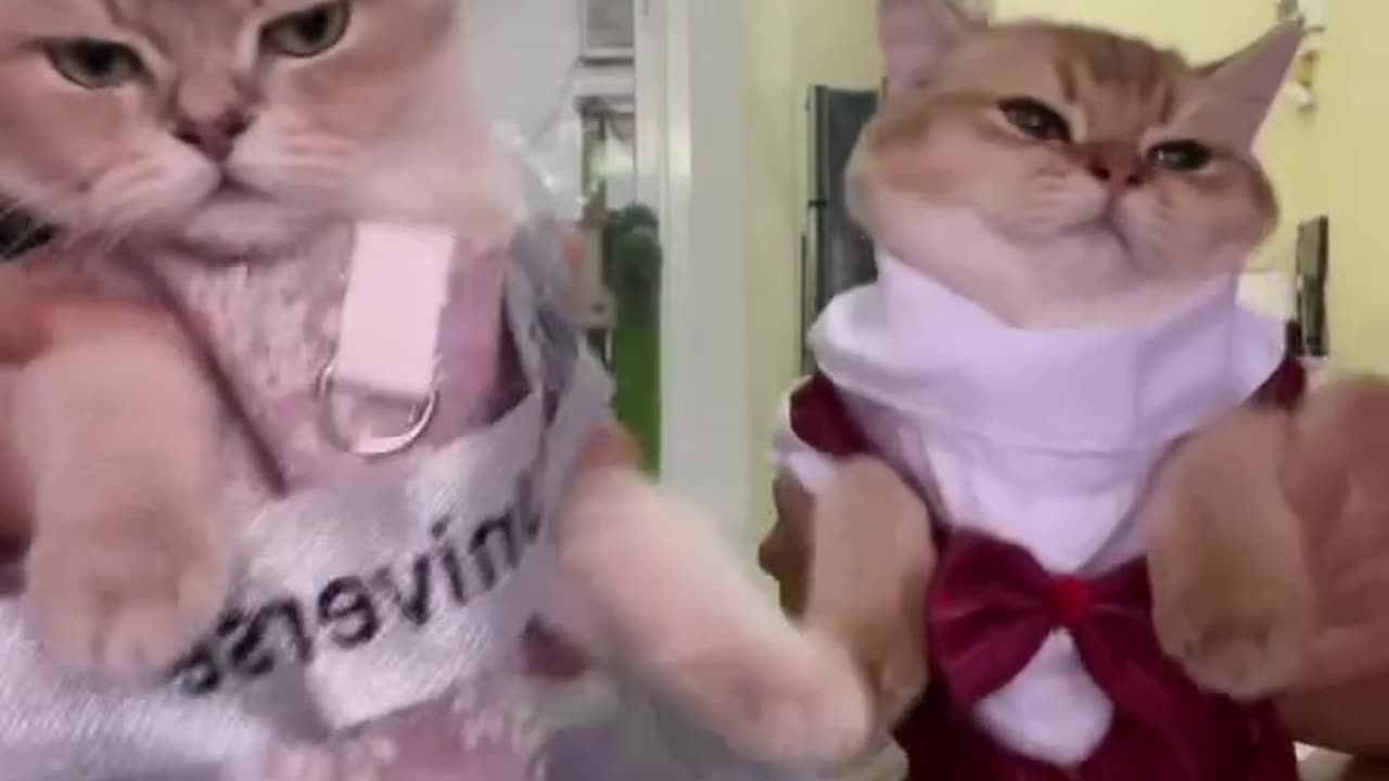 Baby cat dancing with wearing baby clothes.🤨😲