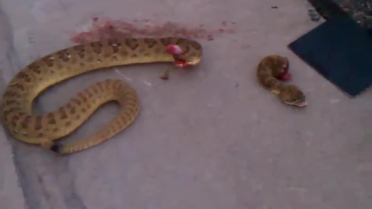 Rattle Snake Head cut off and still biting