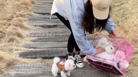 Cute puppy 😍🥰💖