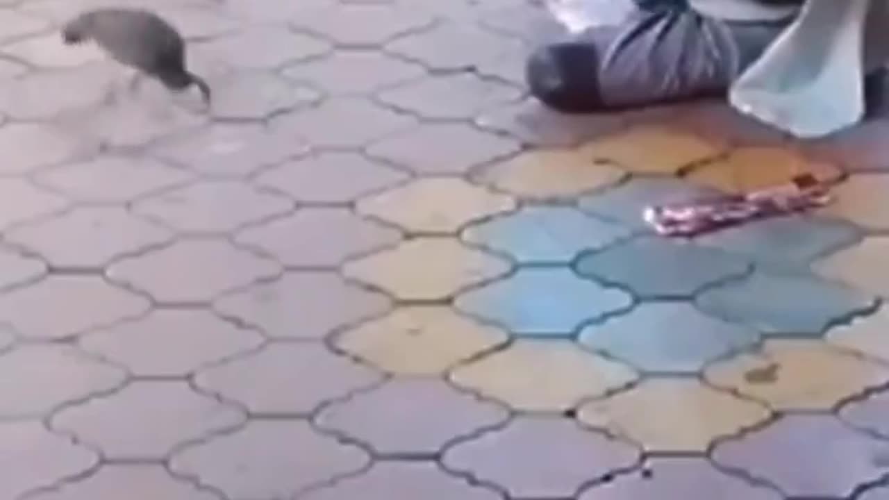 Clever Man Catches Dinner