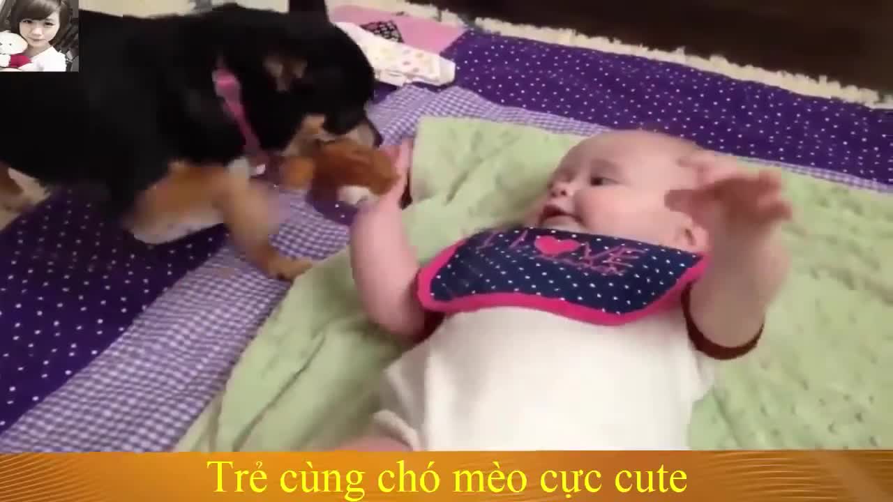 Dog negotiate with toddler to play with a toys 🧸