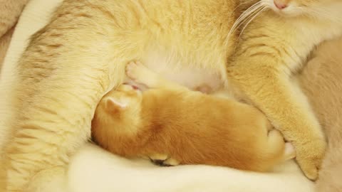 2 cute newborn kittens need a lot of sleep every day. - Golden Kittens