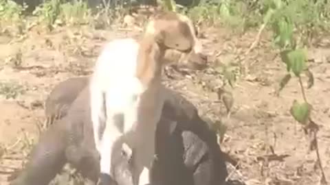 Komodo vs goat