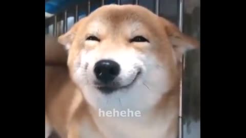 they call u a good boi